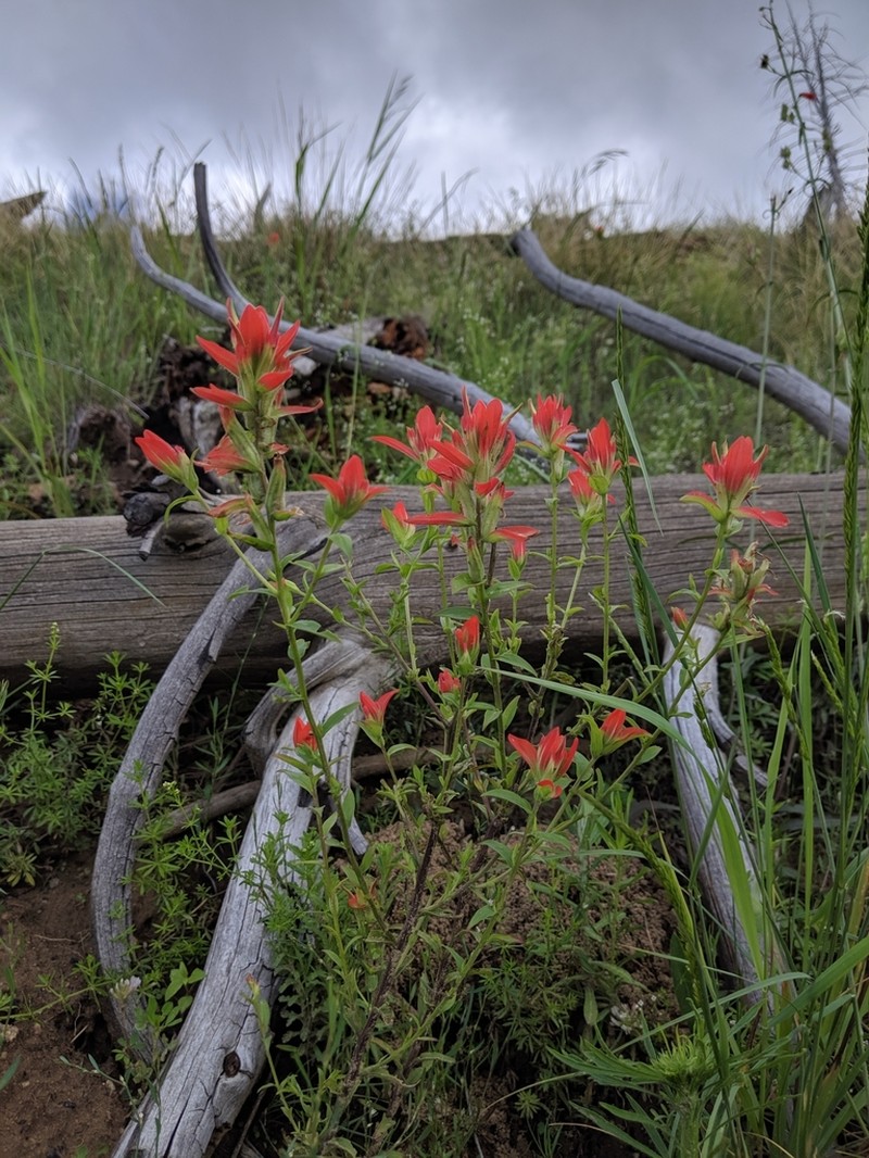 Rincon Mountain Indian Paintbrush photo 4