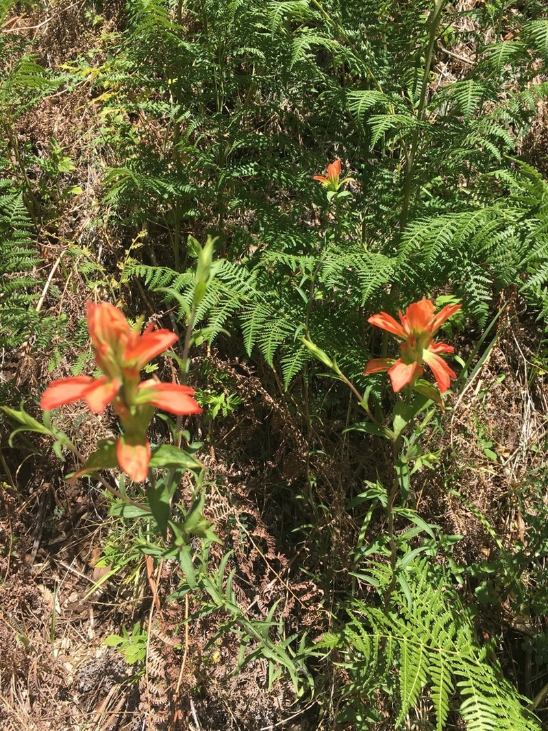 Rincon Mountain Indian Paintbrush photo 5