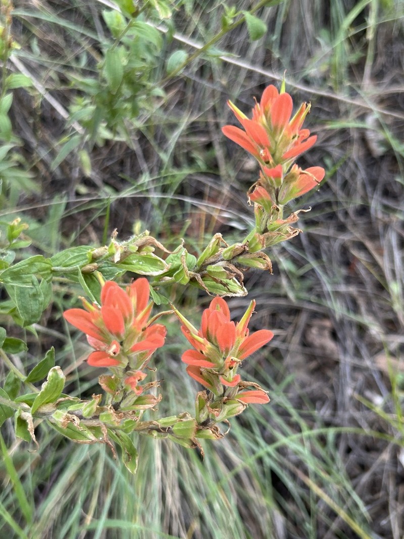 Rincon Mountain Indian Paintbrush photo 6
