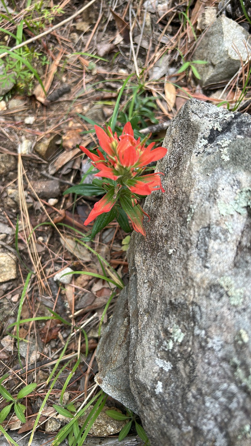 Rincon Mountain Indian Paintbrush photo 7