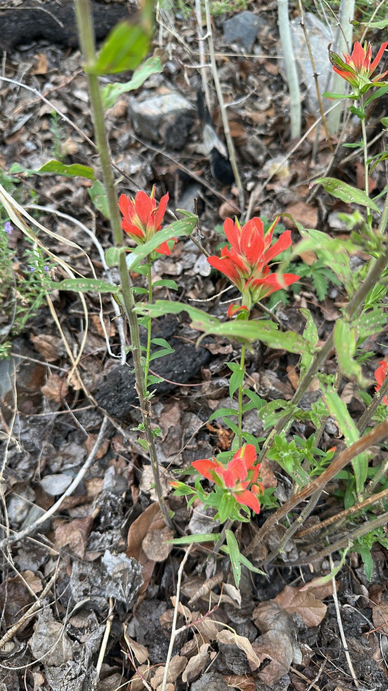 Rincon Mountain Indian Paintbrush photo 8