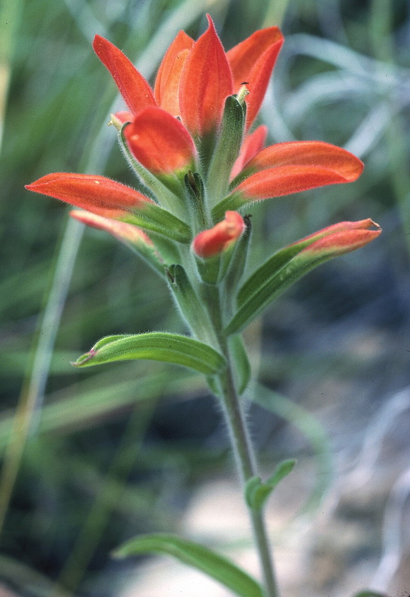 Trans-Pecos Indian Paintbrush