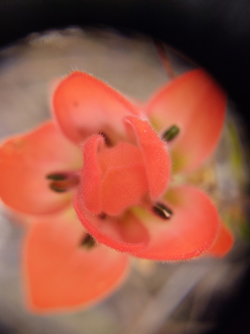 Trans-Pecos Indian Paintbrush photo 2