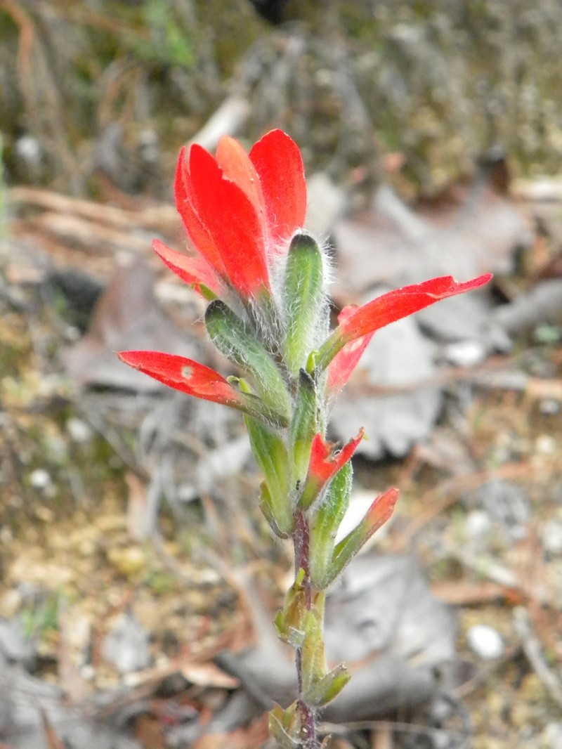 Trans-Pecos Indian Paintbrush photo 3