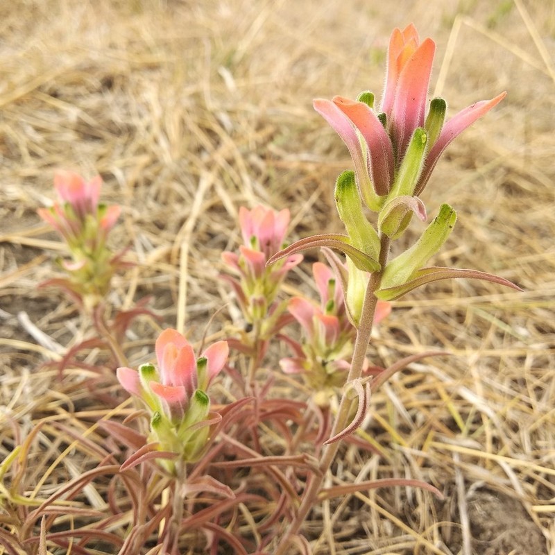 Trans-Pecos Indian Paintbrush photo 4
