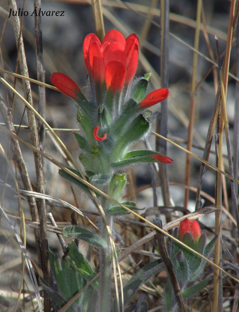 Trans-Pecos Indian Paintbrush photo 5
