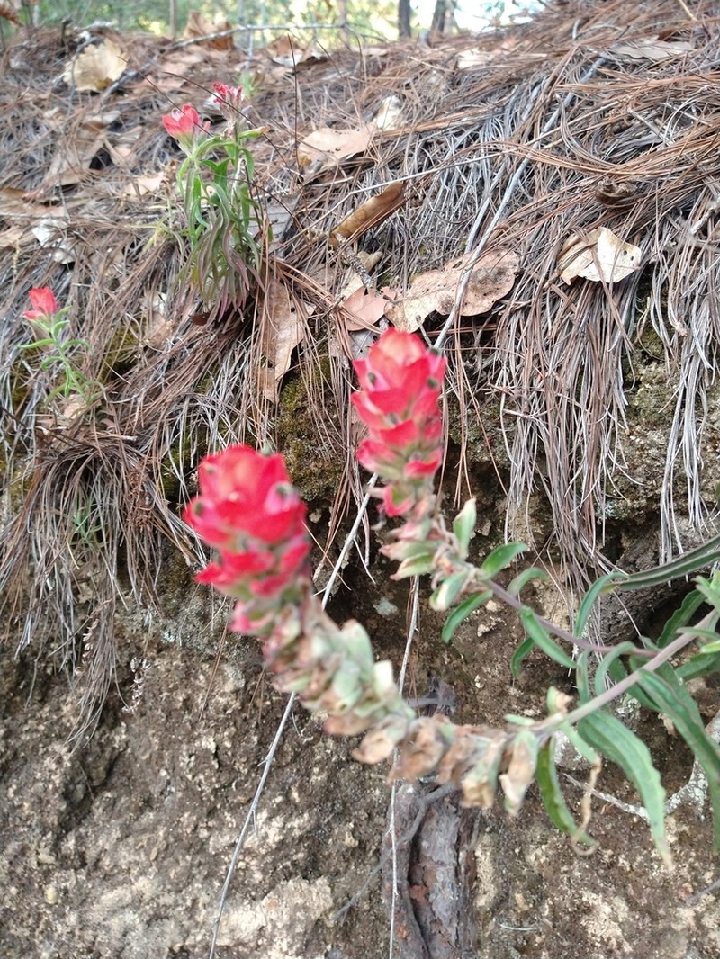 Trans-Pecos Indian Paintbrush photo 6