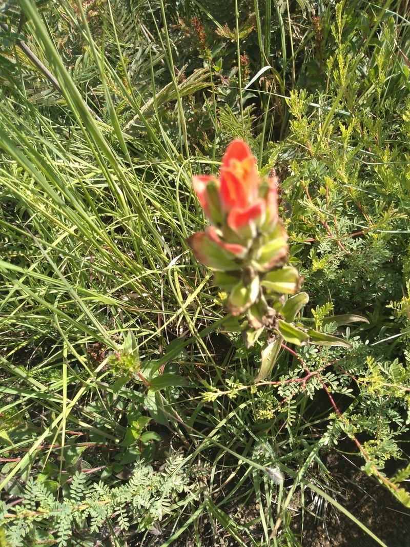 Trans-Pecos Indian Paintbrush photo 7