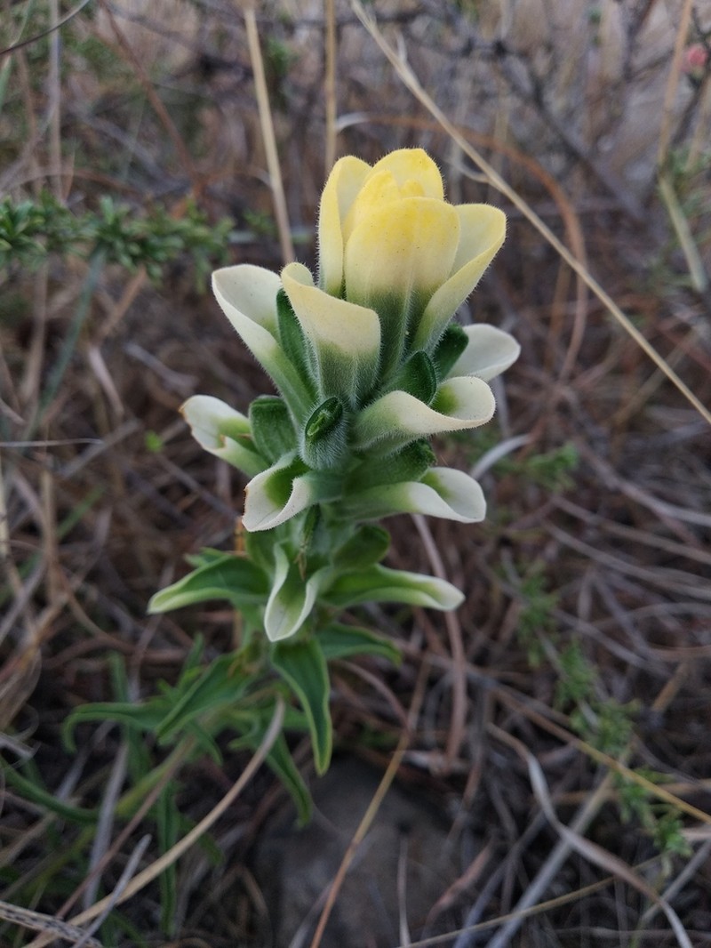 Trans-Pecos Indian Paintbrush photo 8