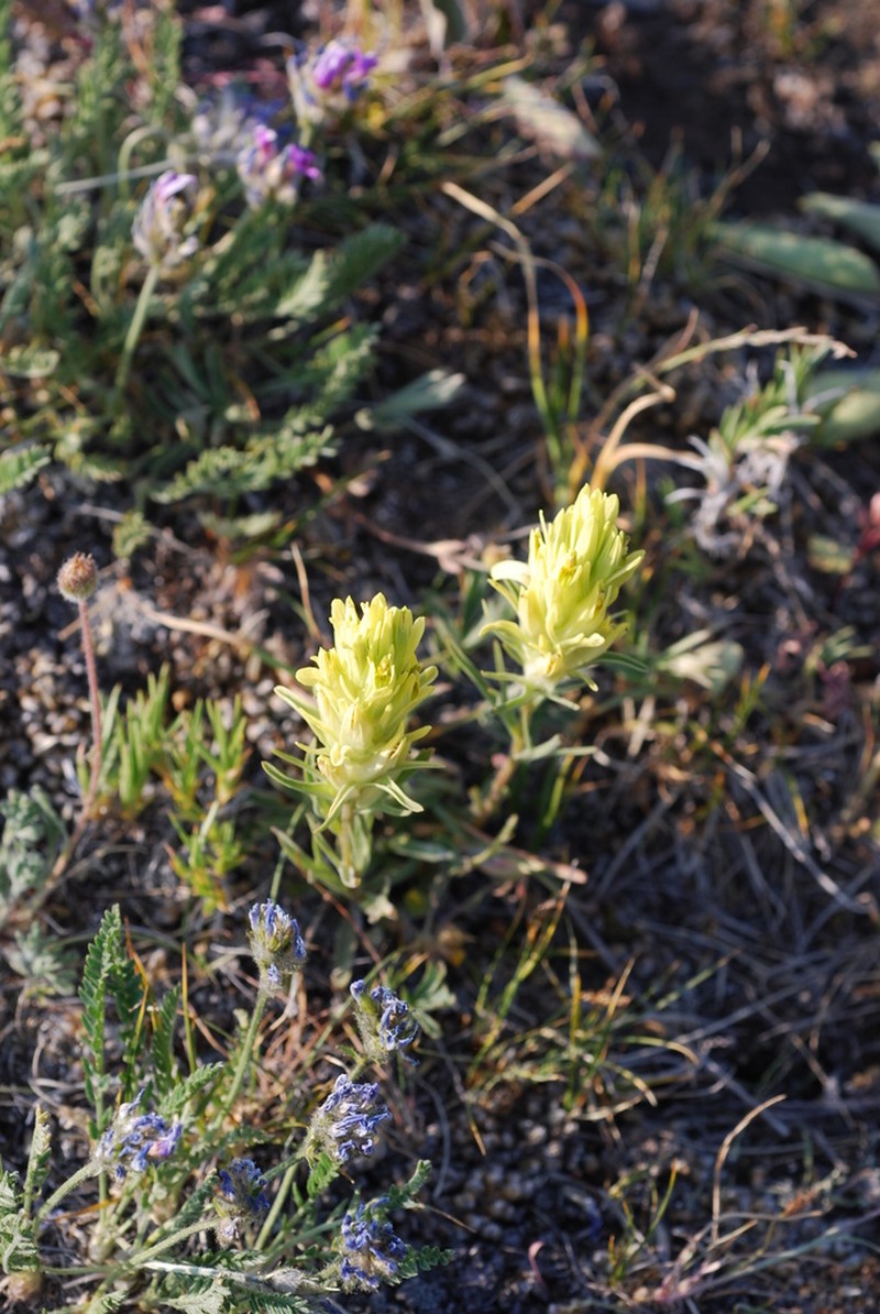 Snow Indian Paintbrush