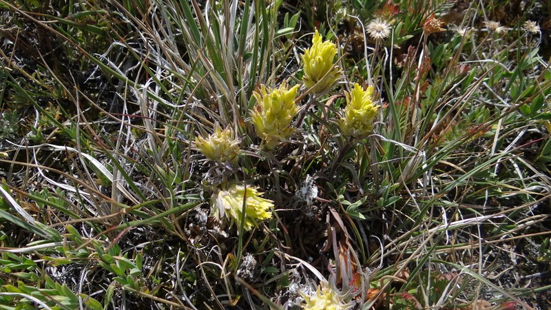 Snow Indian Paintbrush photo 2