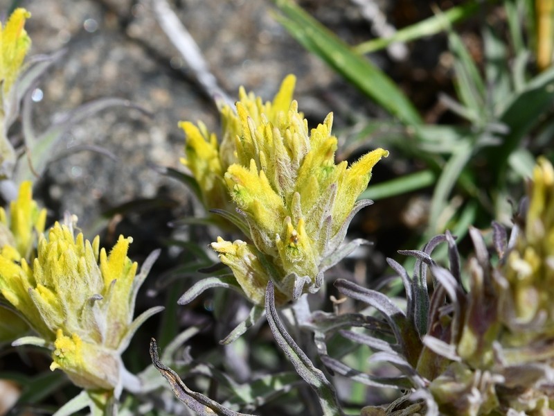 Snow Indian Paintbrush photo 3