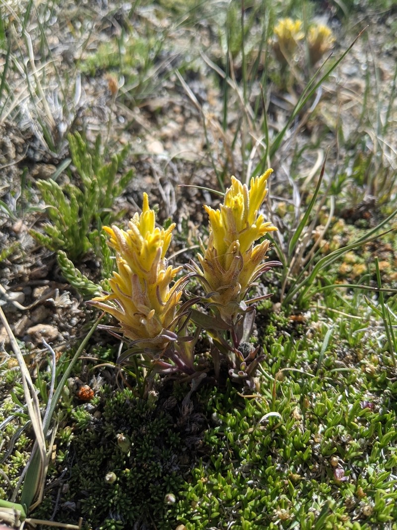 Snow Indian Paintbrush photo 4