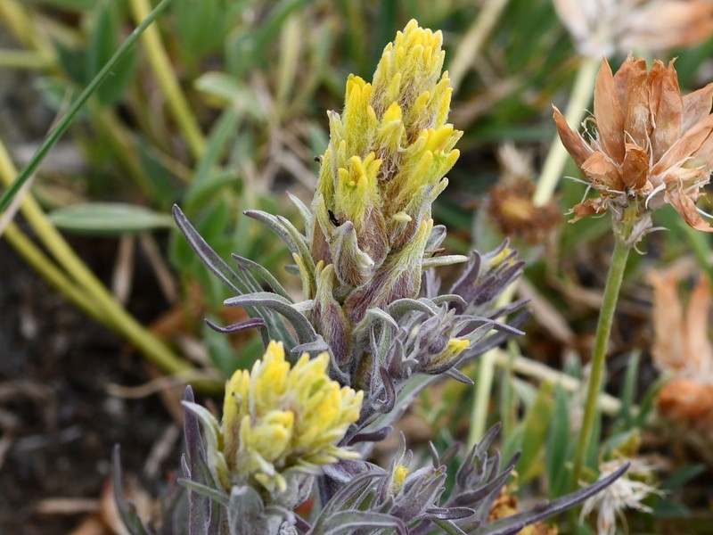 Snow Indian Paintbrush photo 6