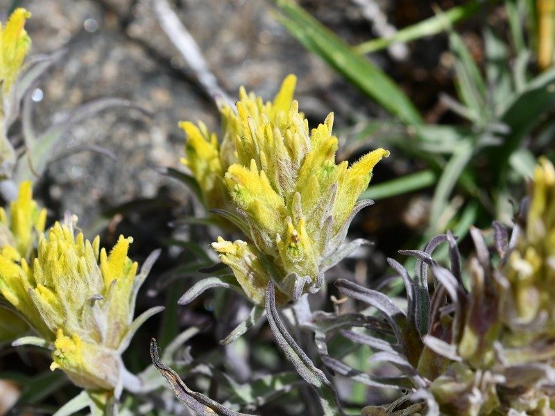 Snow Indian Paintbrush photo 7