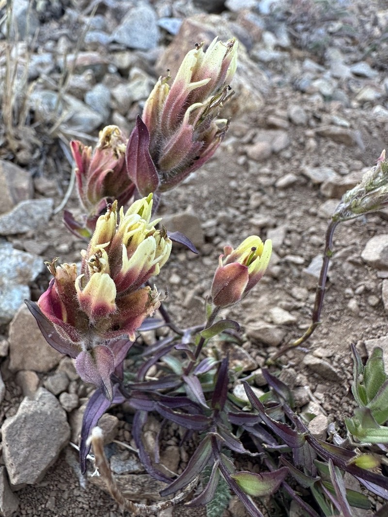 Western Indian Paintbrush