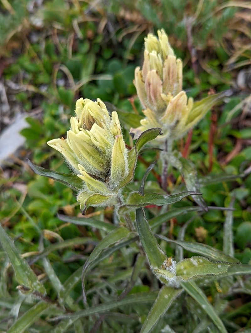 Western Indian Paintbrush photo 2