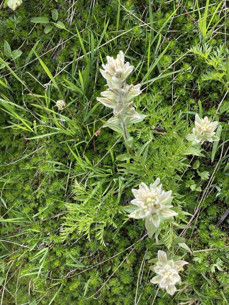 Western Indian Paintbrush photo 3