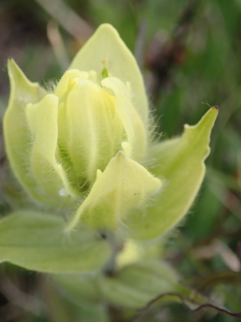 Western Indian Paintbrush photo 4