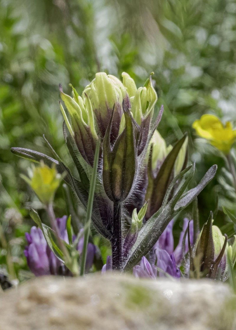 Western Indian Paintbrush photo 5