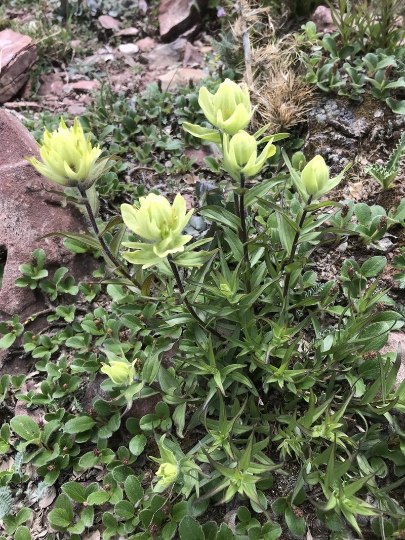 Western Indian Paintbrush photo 6