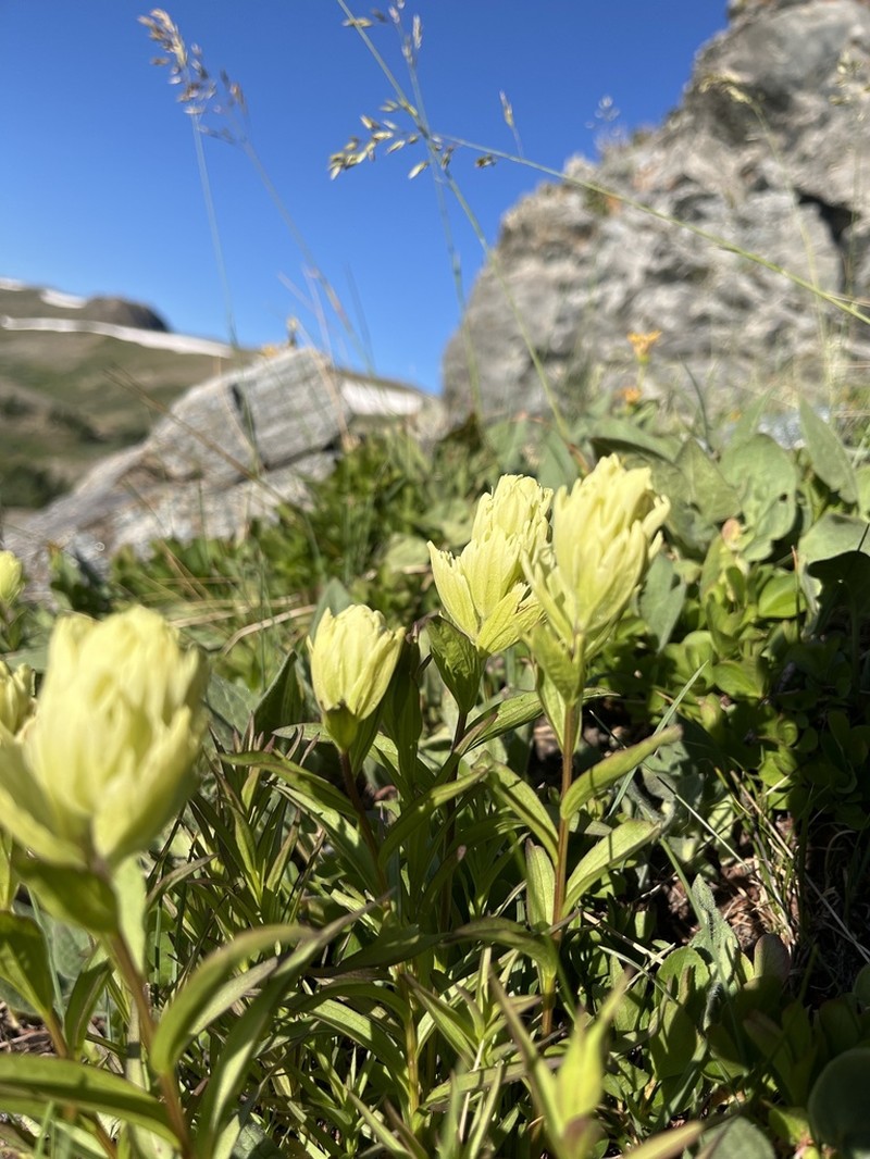 Western Indian Paintbrush photo 7