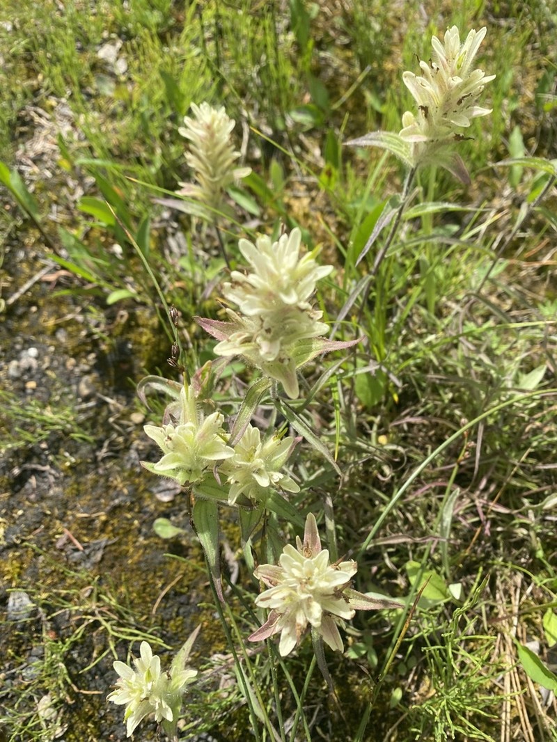 Western Indian Paintbrush photo 8