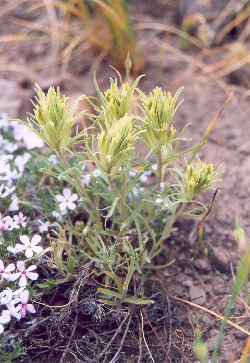 Pale Wallowa Indian Paintbrush photo 2