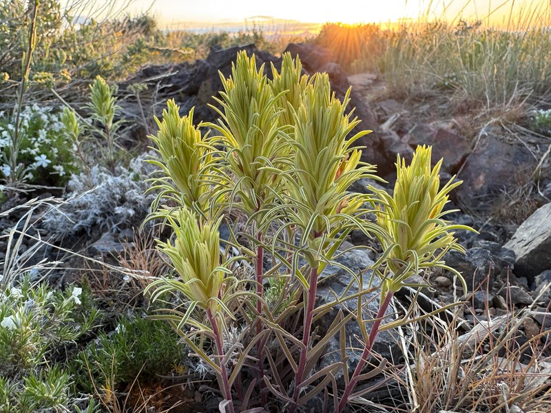 Pale Wallowa Indian Paintbrush photo 3
