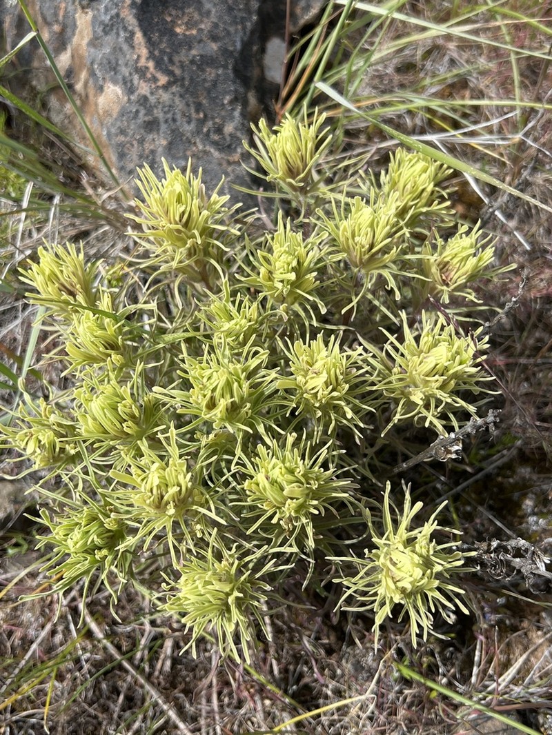 Pale Wallowa Indian Paintbrush photo 4