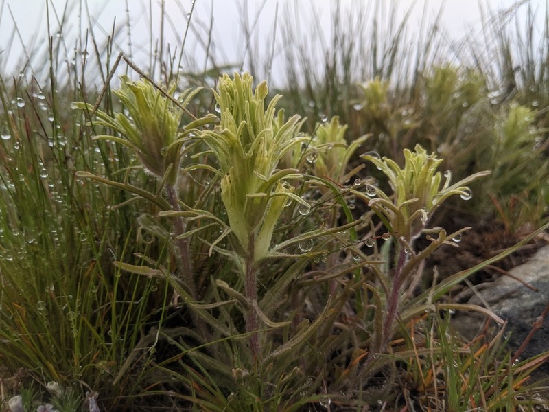 Pale Wallowa Indian Paintbrush photo 7
