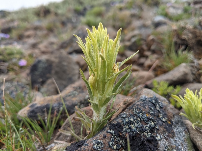 Pale Wallowa Indian Paintbrush photo 8