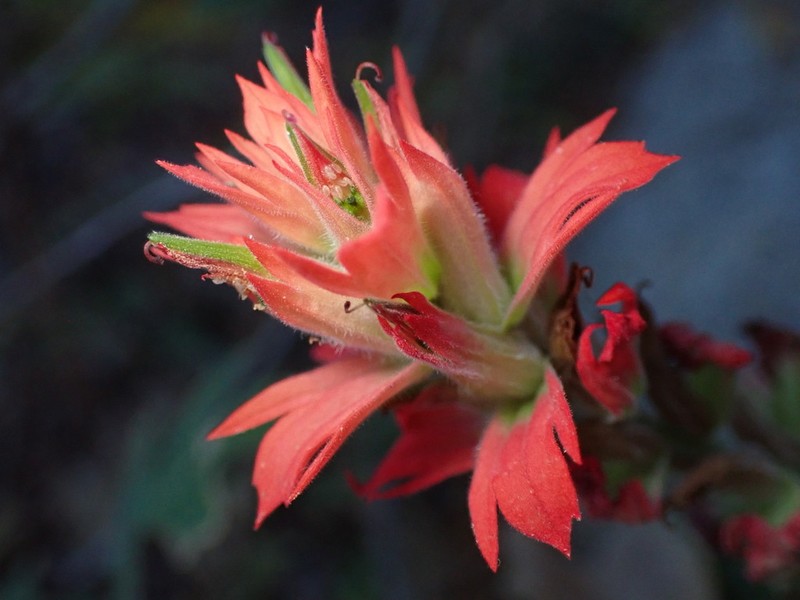 Organ Mountain Indian Paintbrush