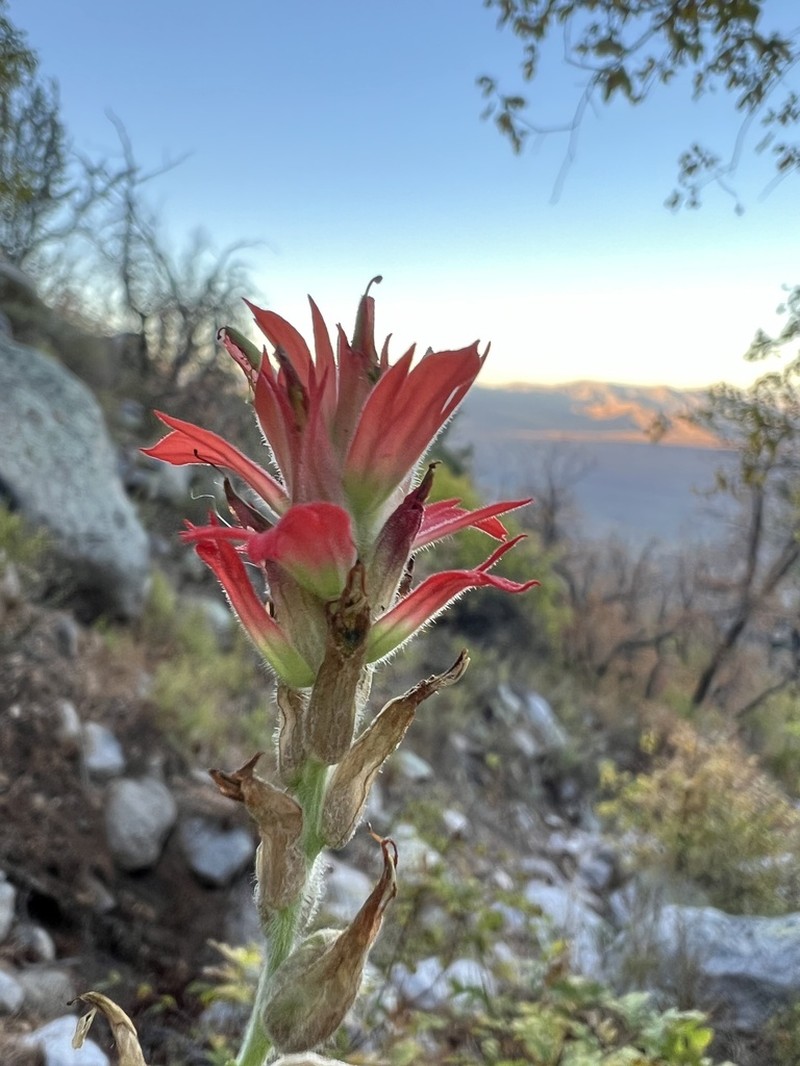 Organ Mountain Indian Paintbrush photo 3