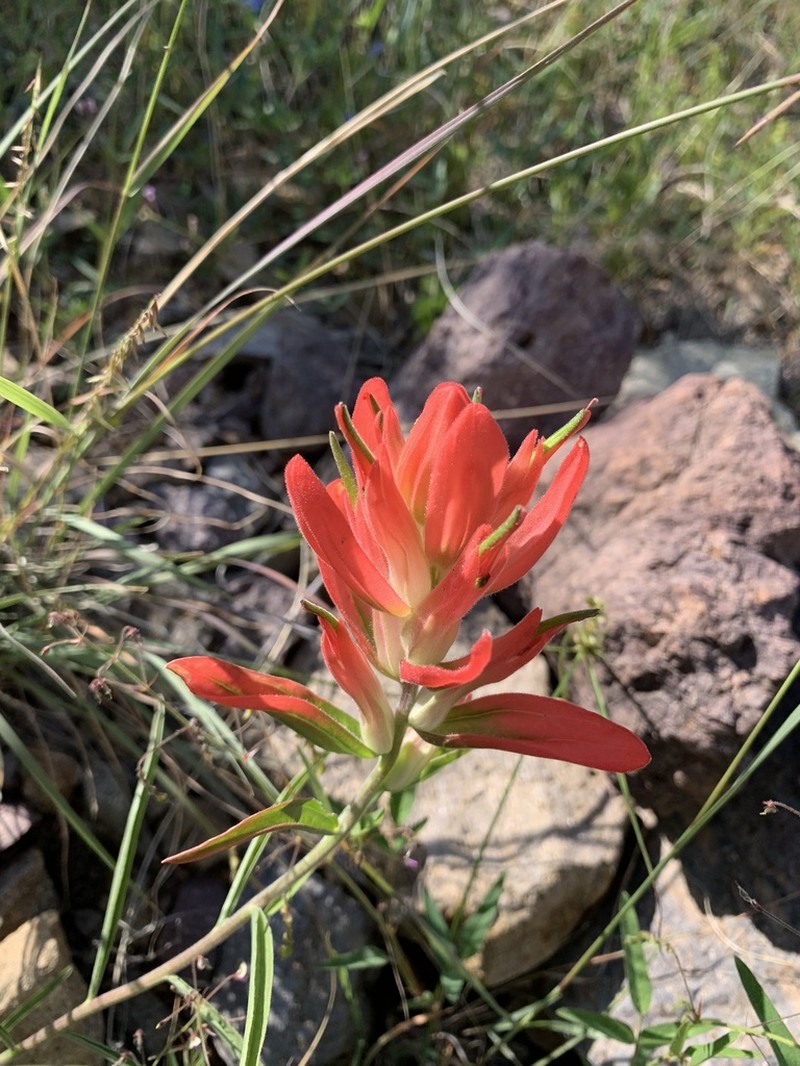 Organ Mountain Indian Paintbrush photo 4