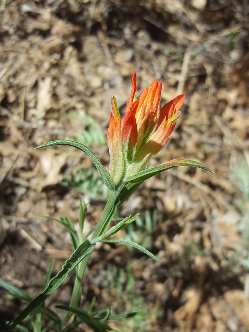 Organ Mountain Indian Paintbrush photo 5