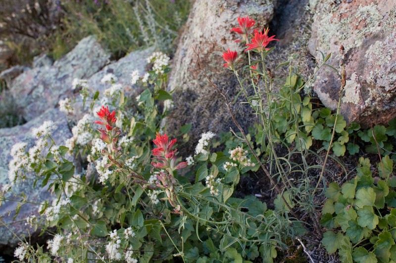 Organ Mountain Indian Paintbrush photo 6