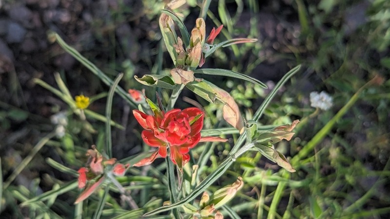 Organ Mountain Indian Paintbrush photo 7