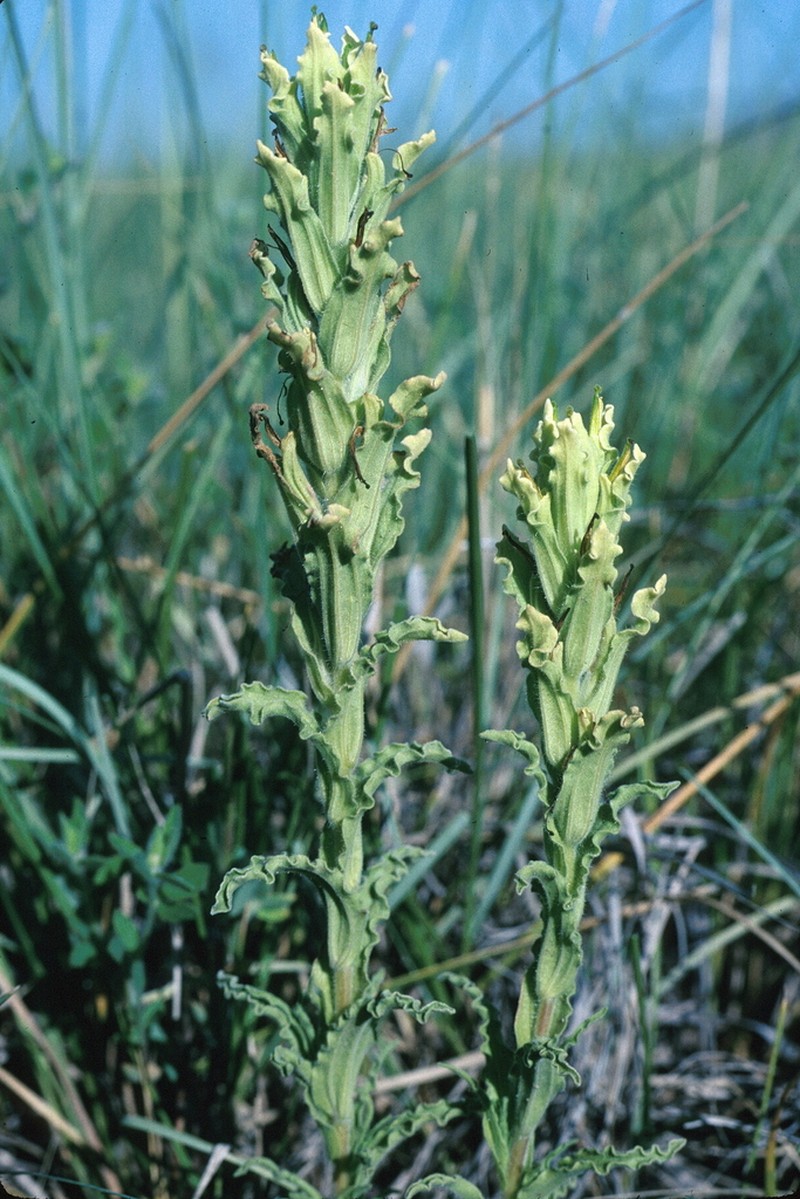 Glowing Indian Paintbrush