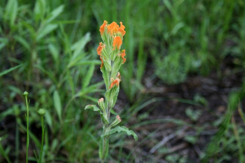 Glowing Indian Paintbrush photo 2