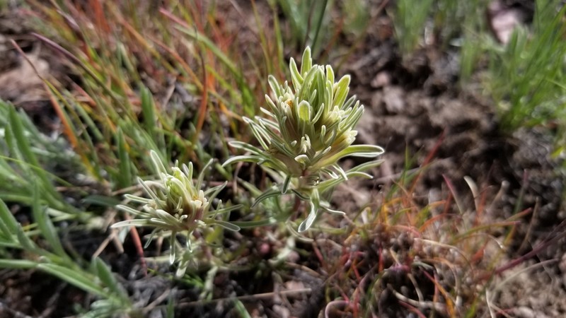 Pale Indian Paintbrush