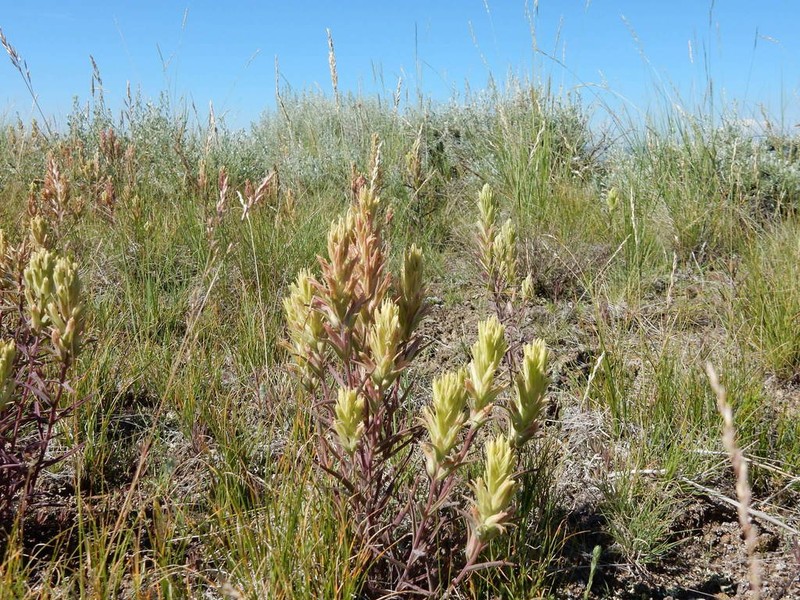 Pale Indian Paintbrush photo 2