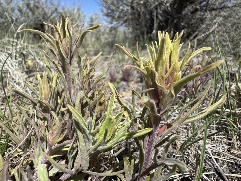 Pale Indian Paintbrush photo 3