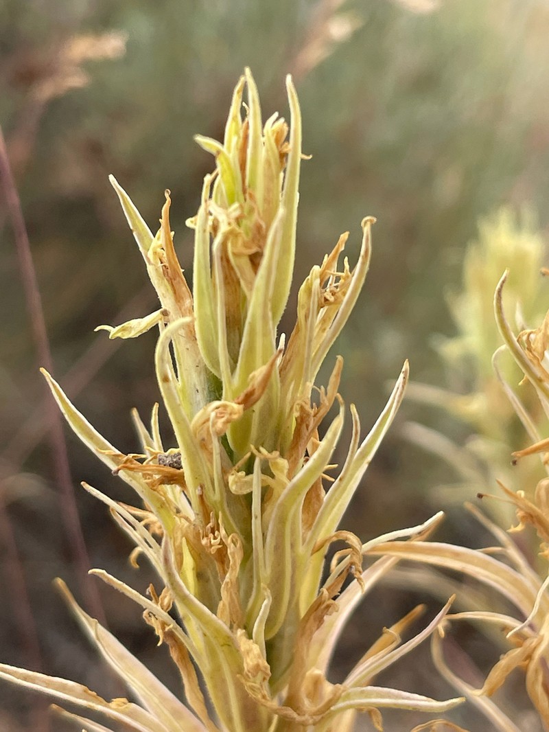Pale Indian Paintbrush photo 4