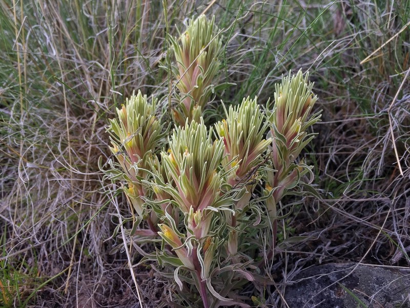 Pale Indian Paintbrush photo 5