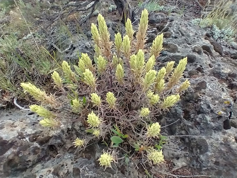Pale Indian Paintbrush photo 7