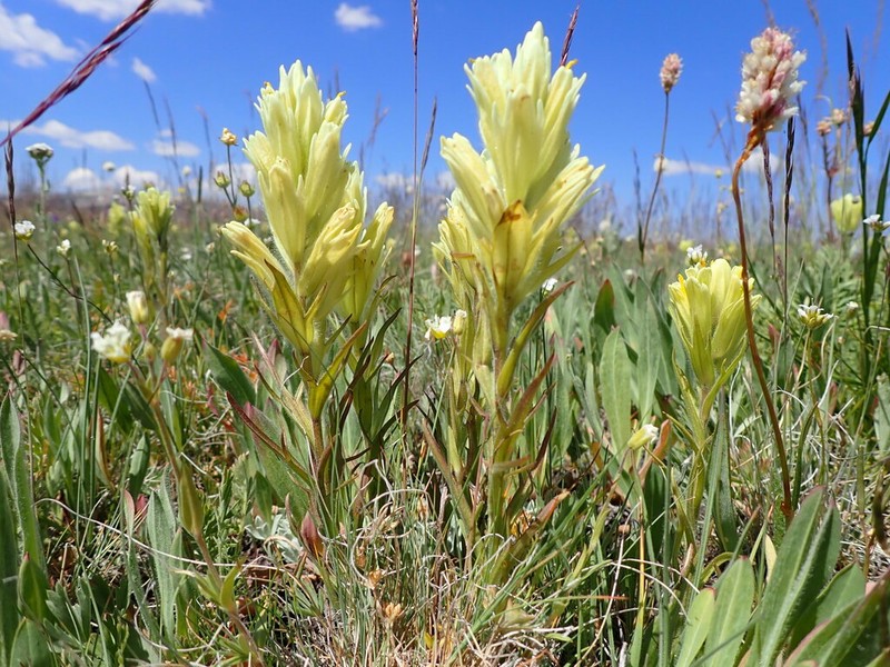 Pale Indian Paintbrush photo 8