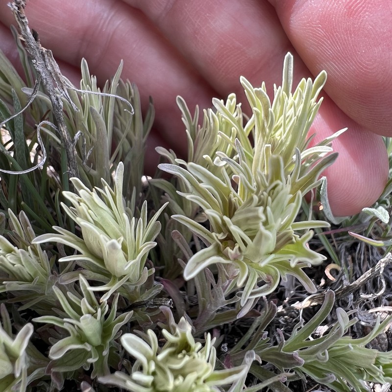 Castilleja pallescens var. inverta