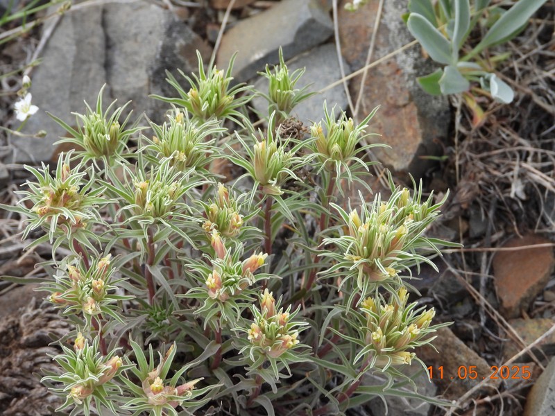 Castilleja pallescens var. inverta photo 2