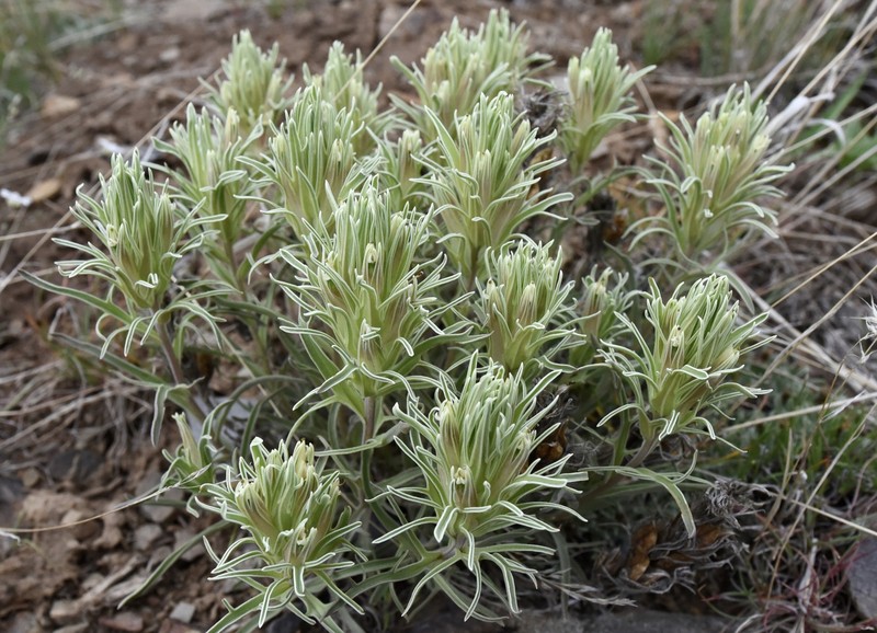 Castilleja pallescens var. inverta photo 3